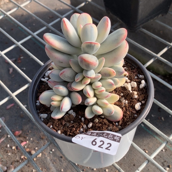 乒乓福娘锦多肉植物