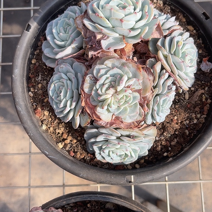 袁***圈两单包邮，一物一拍