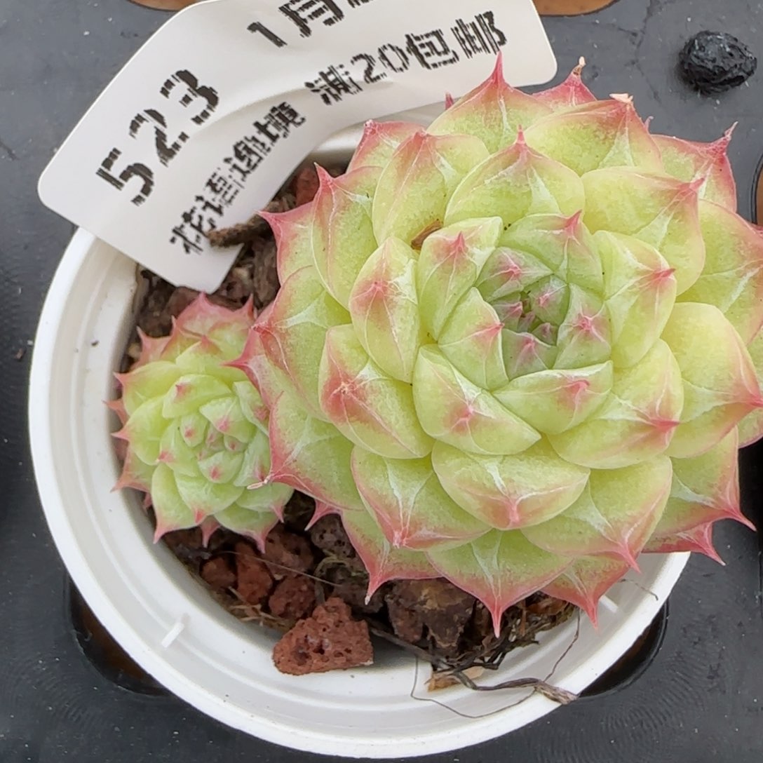 花语逸镜0129-523