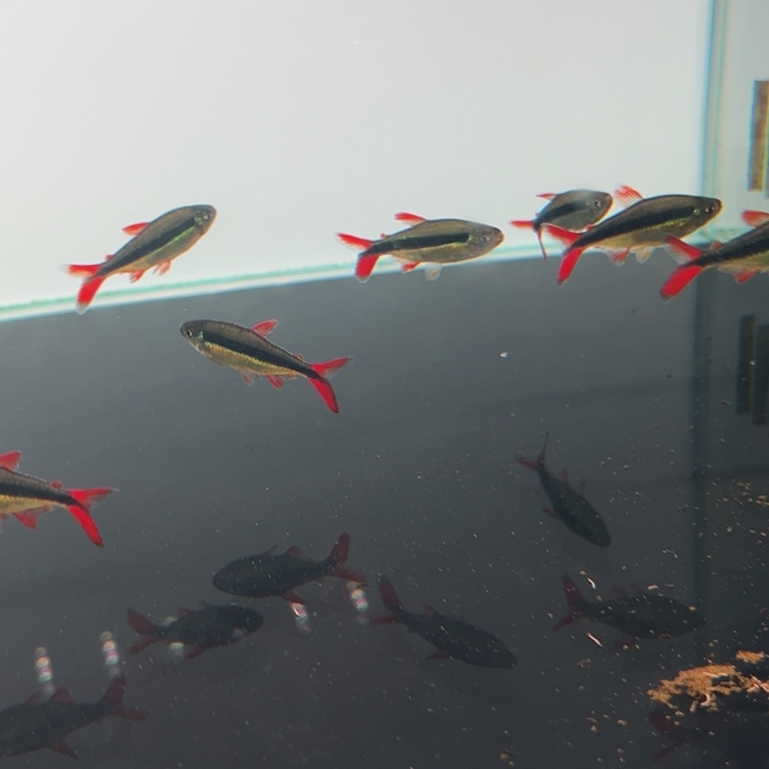 拌***君灯科鱼2赤焰绿翡翠5小精灵