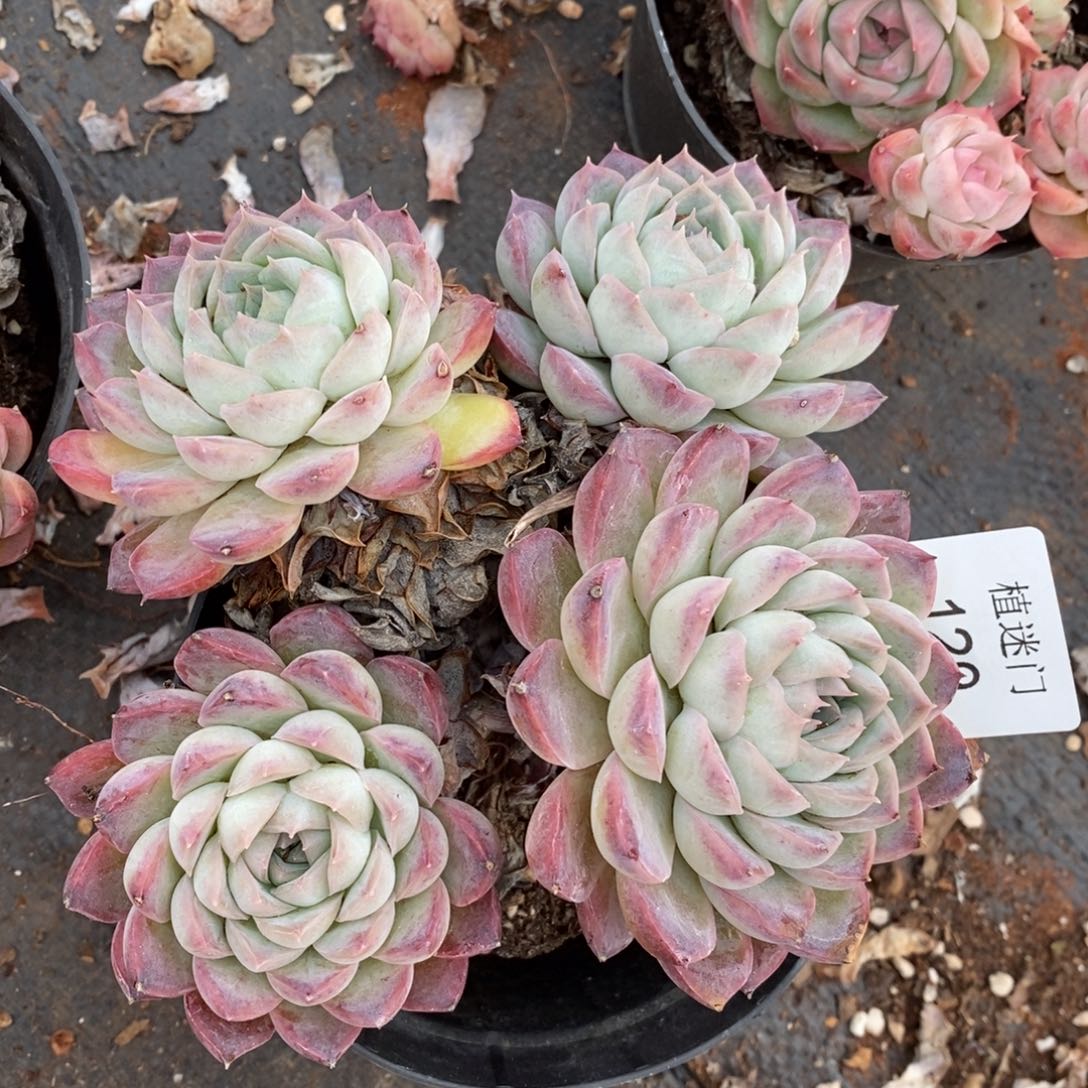 暖*。杂交精品多肉129