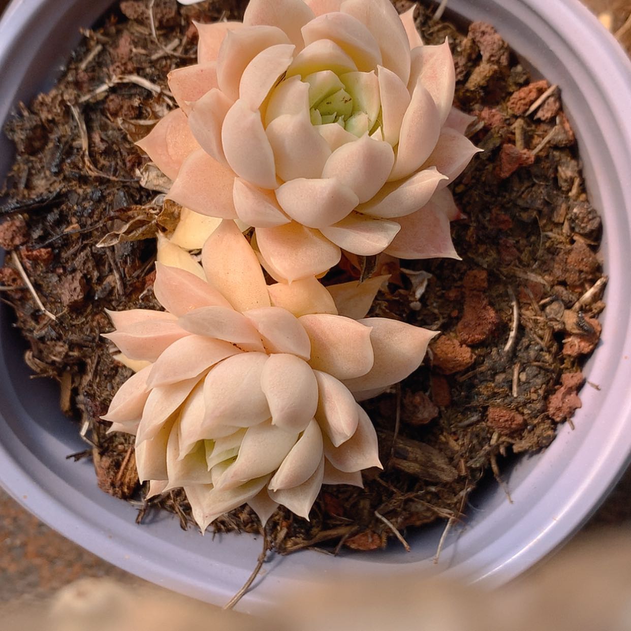 【闪购商品】云3077