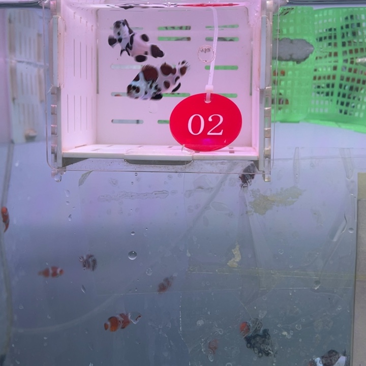 海水鱼精品熊猫2条3-4