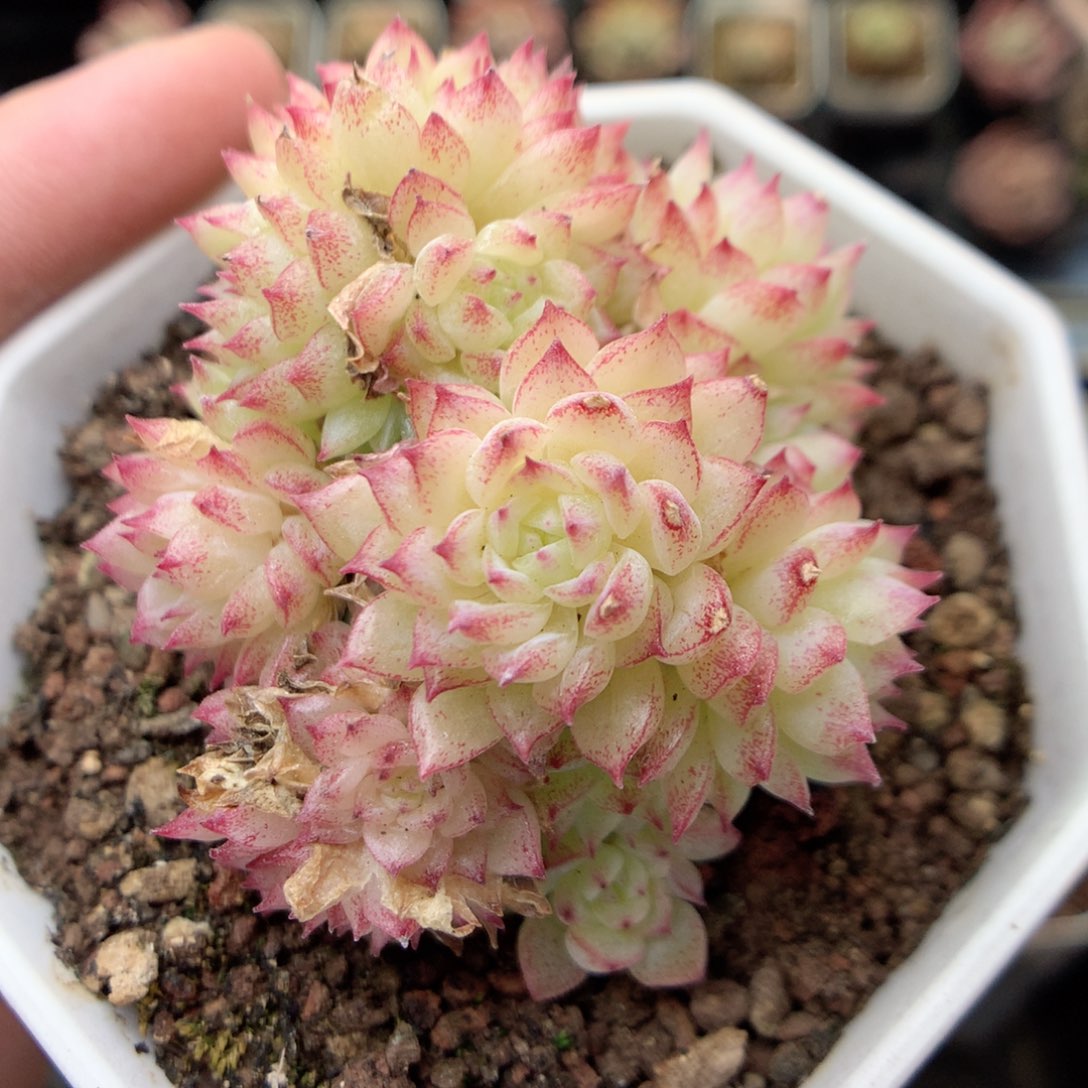 E89 ，20包邮两天凑单偏远不发货