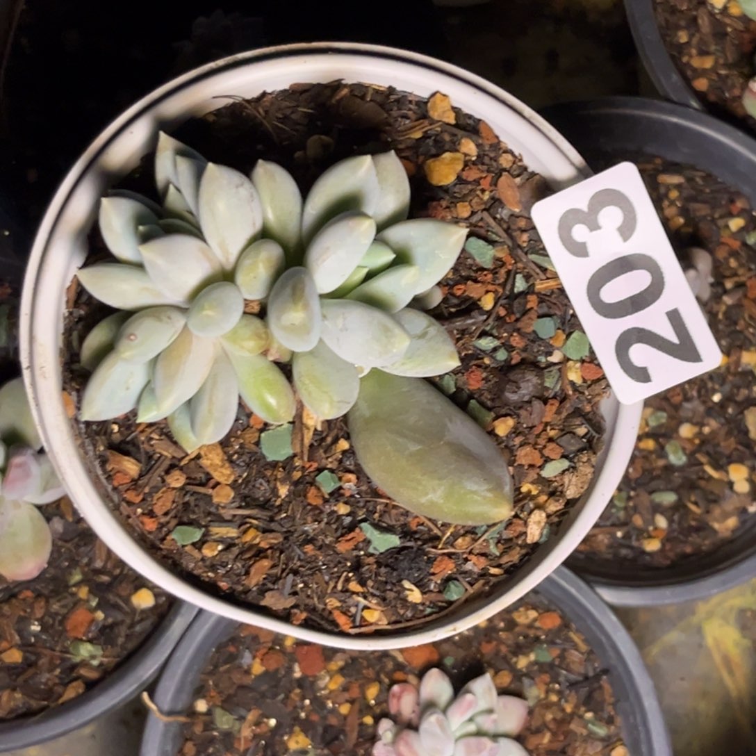 王*岁多肉植物哥特203