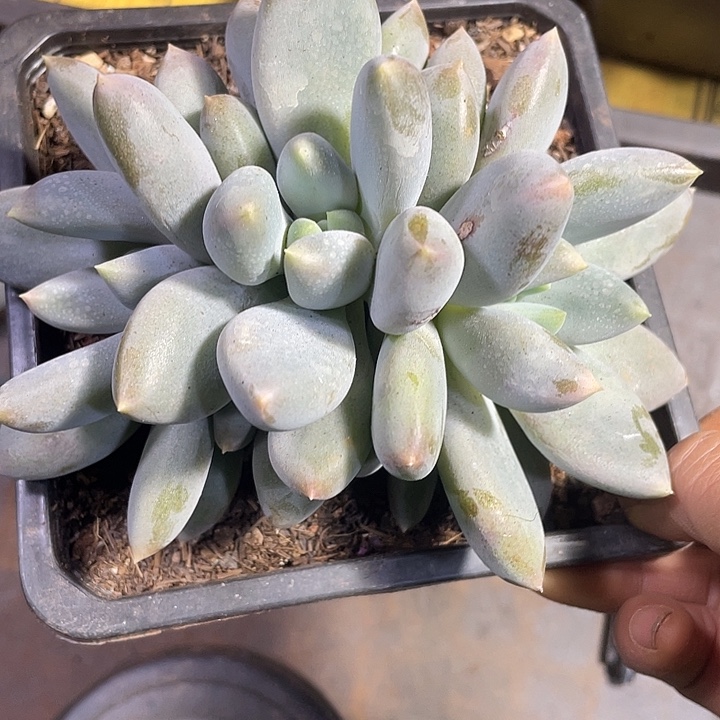 胖体哥特萝莉一物一拍