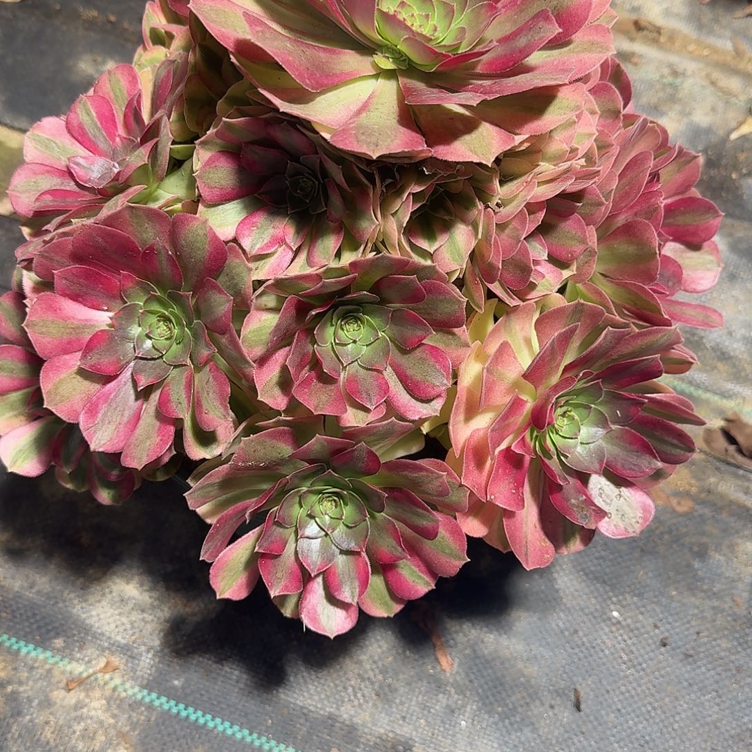 雨河多肉植物老庄378