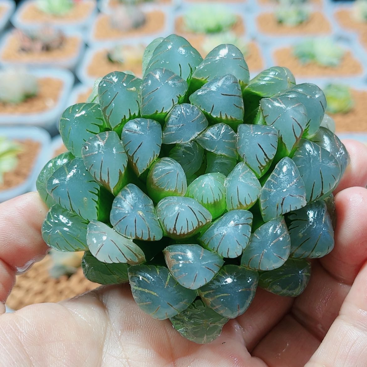 【闪购商品】兰****罗实生冰灯