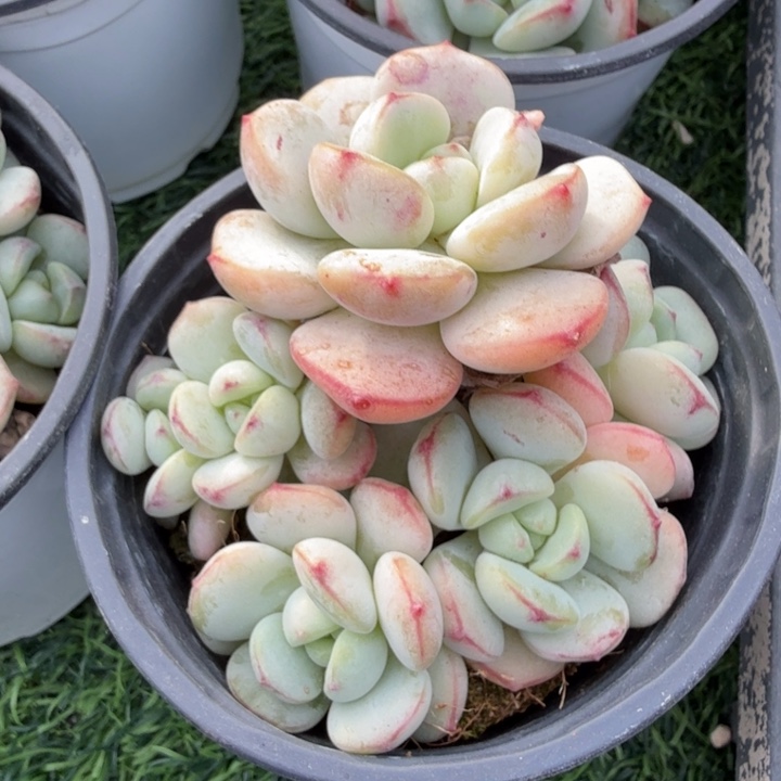 香草。             