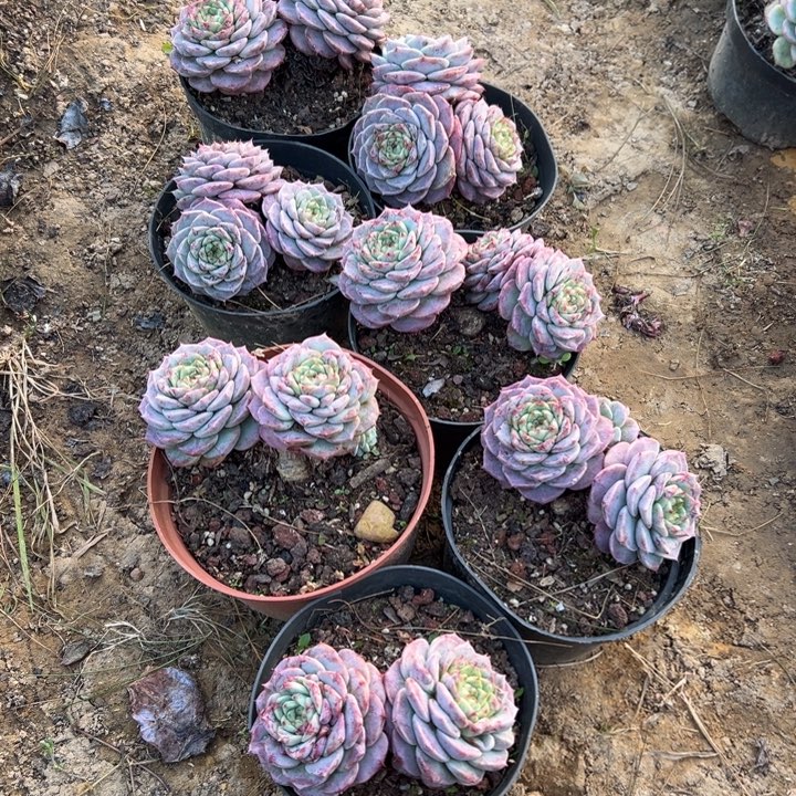精品多肉植物老桩随机一棵天鹅绒
