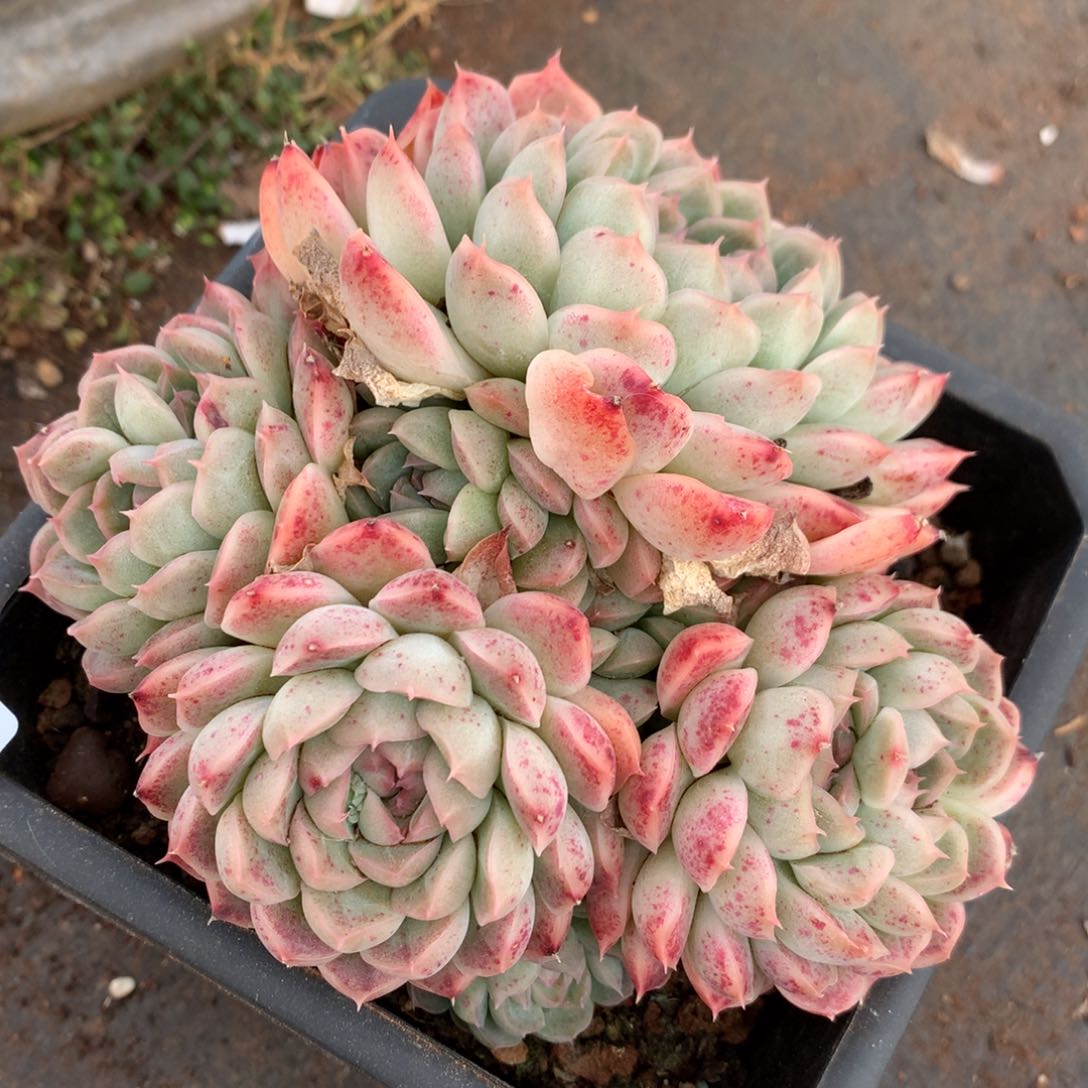 5281杂交精品基地14厘米