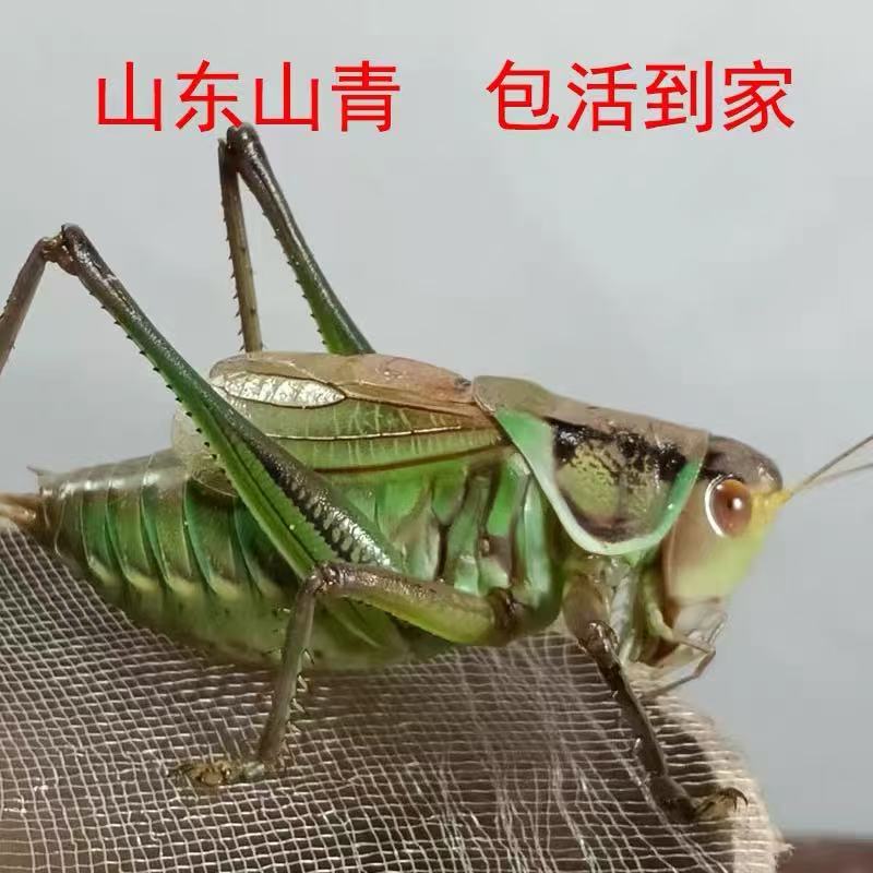 山青蝈蝈 野生蝈蝈 新脱蝈蝈 鸣虫蝈蝈 【顺丰包邮  到货宝活】