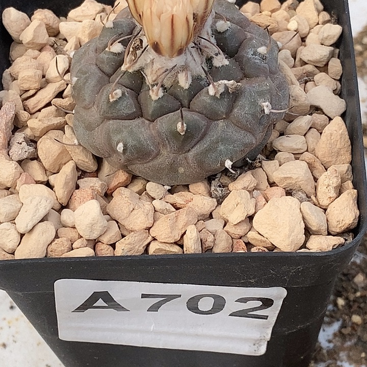 702娇丽冬云一个带盆发货