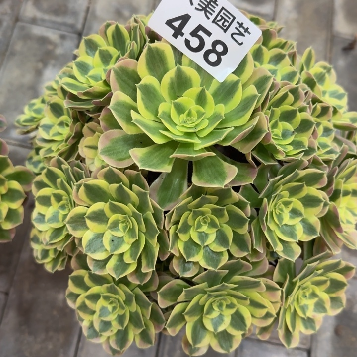 ****吖粉体白凤458老桩肉肉