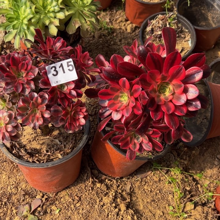 砍头美杜莎2颗多肉植物315