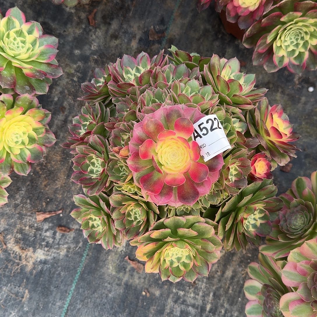 粉海王多肉法师522