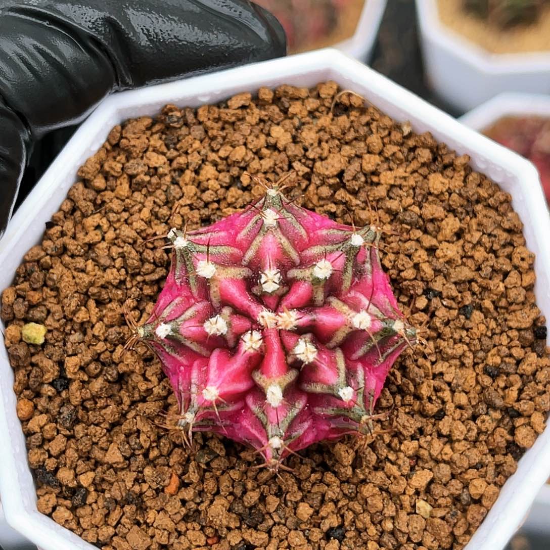 实生米哈哈哈哈哈哈哈