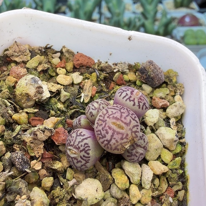 127。满38包邮肉锥