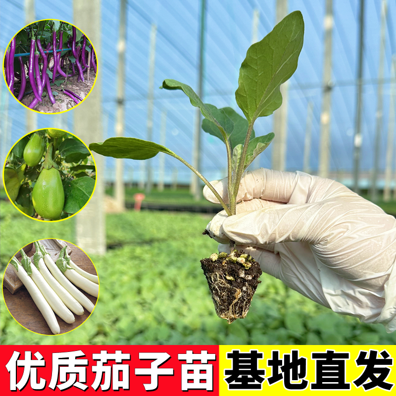 茄子苗嫁接四季青茄子秧苗线茄杭茄种籽阳台盆栽蔬菜番茄辣椒幼苗