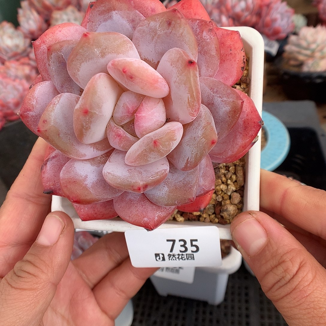 735韩橙多肉植物666