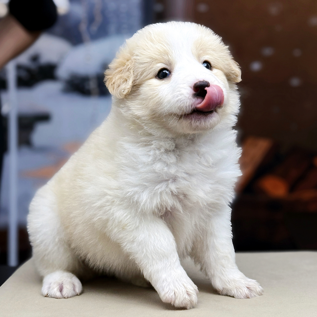 边牧幼犬定金拍下不退