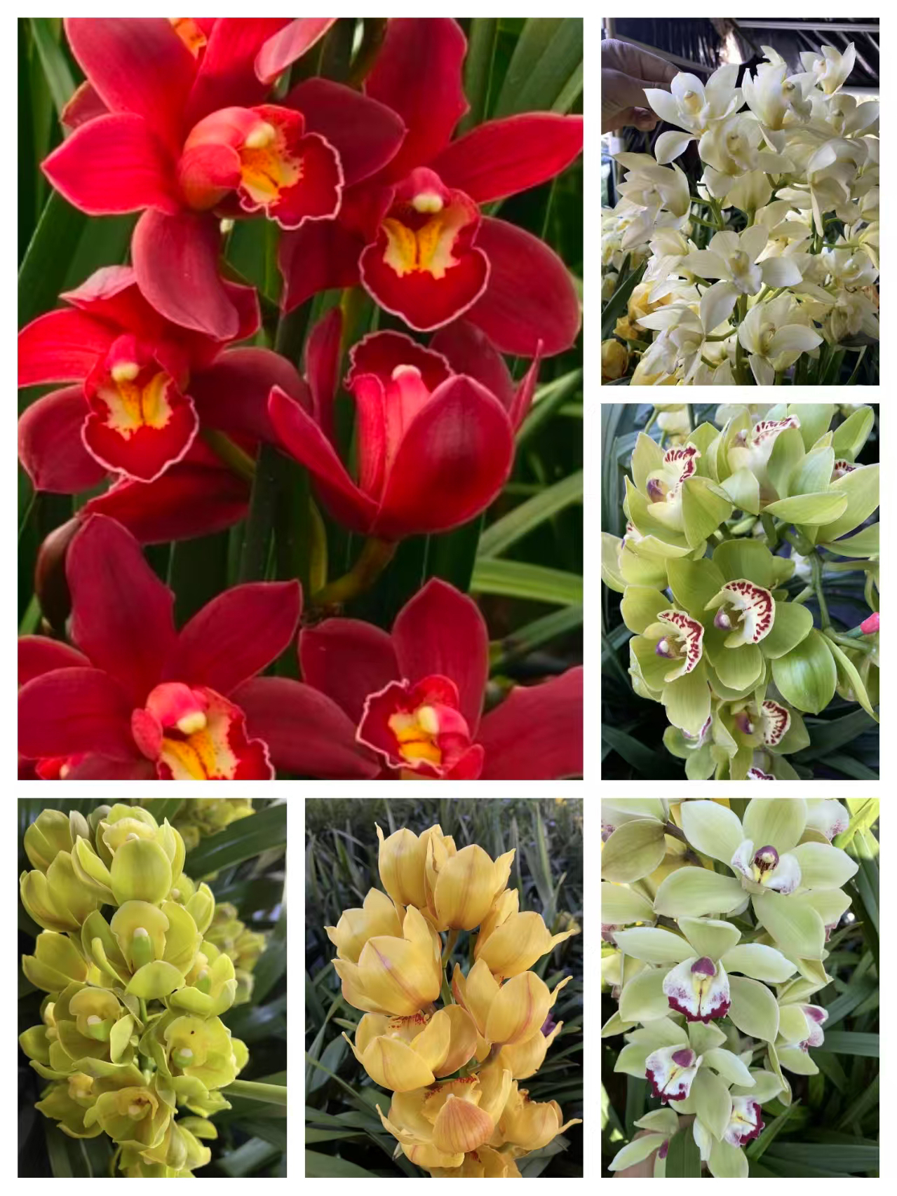 【一物一拍】盆栽大花惠兰基地直发