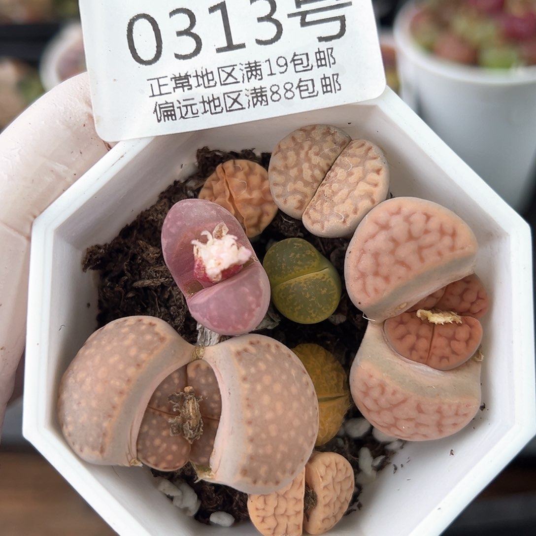 好养易活生石花大母本0313