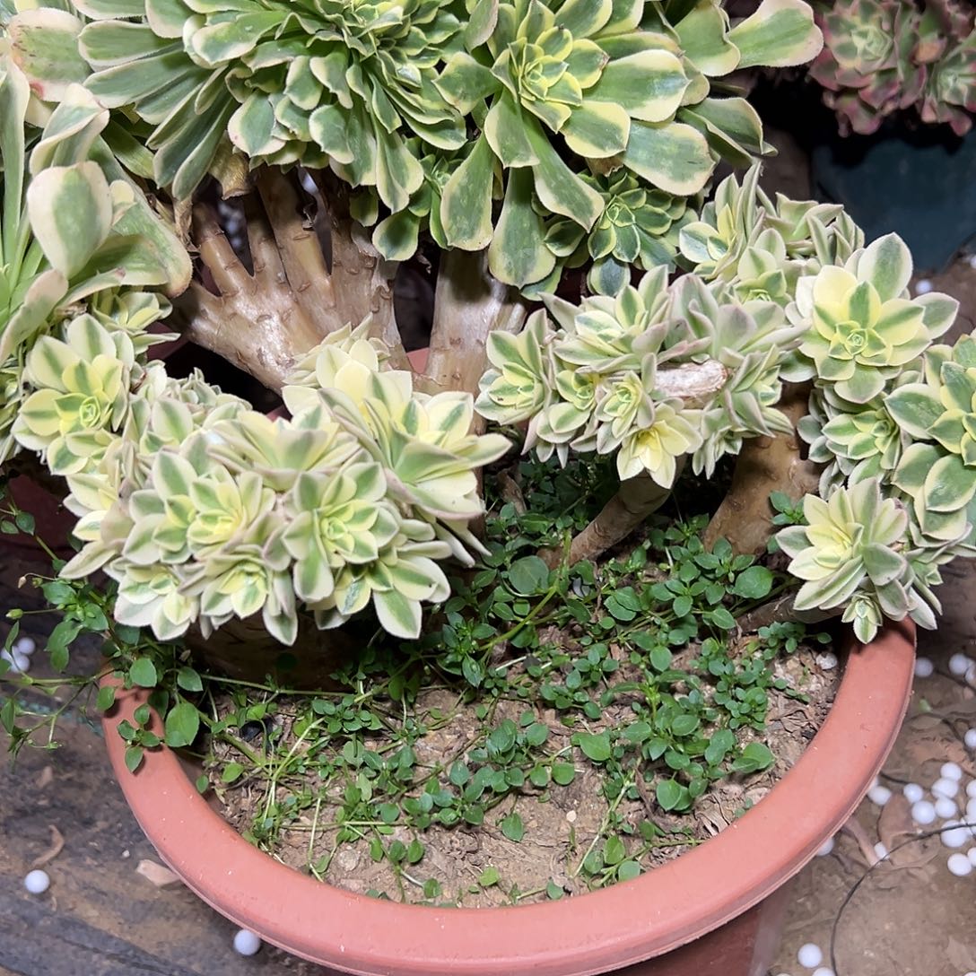 多肉植物绿豆沙母本145