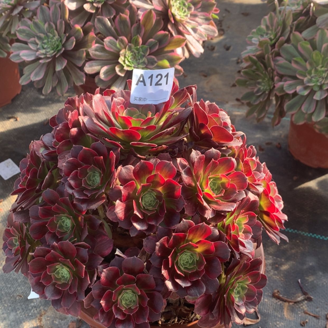 【闪购商品】121安娜