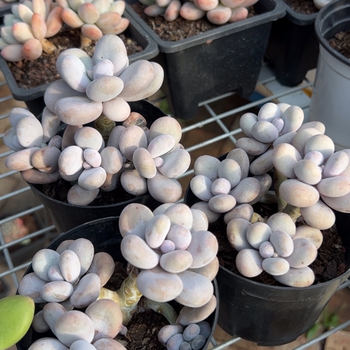 新疆包邮 奶酪群