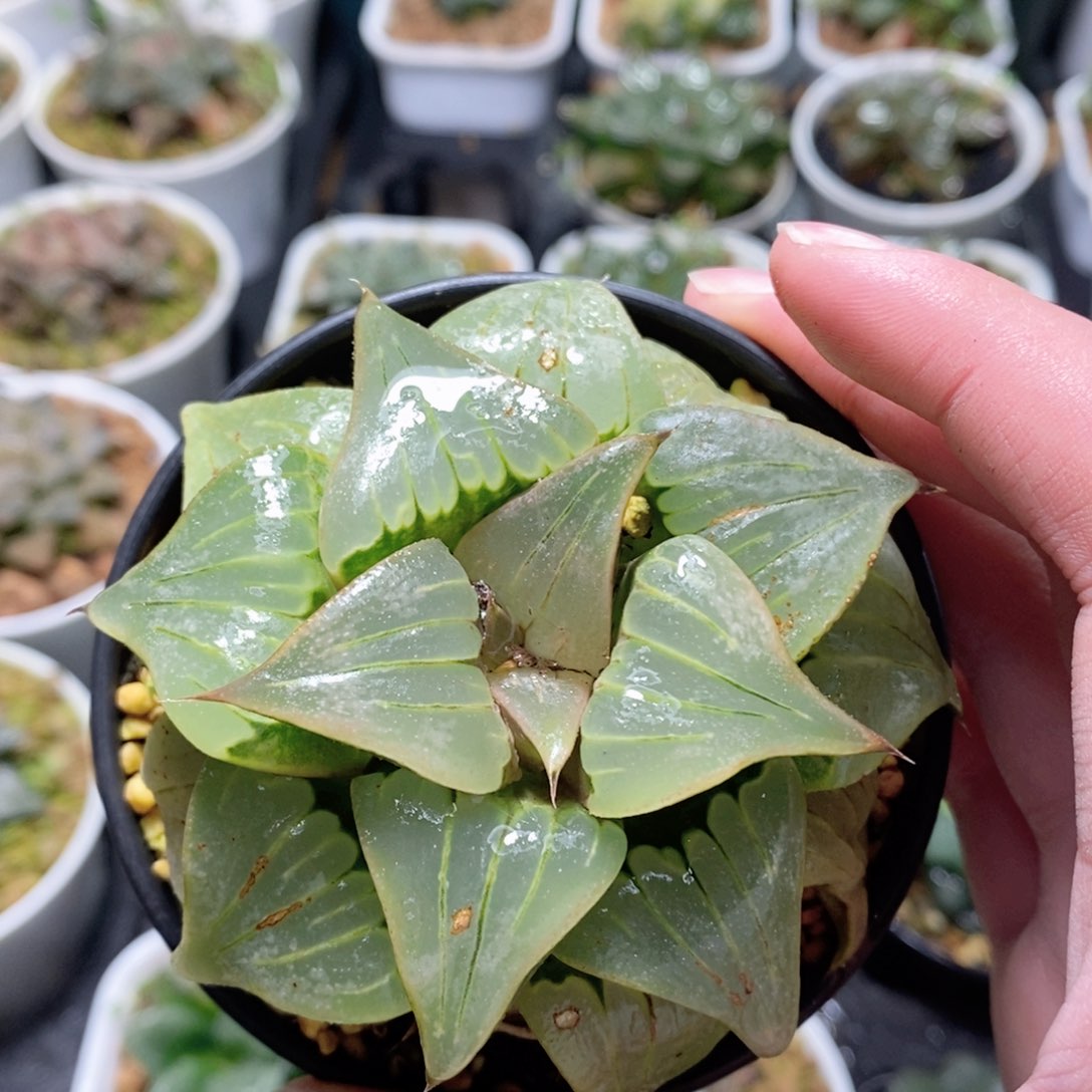 媚凤芭堤雅母本玉露多肉