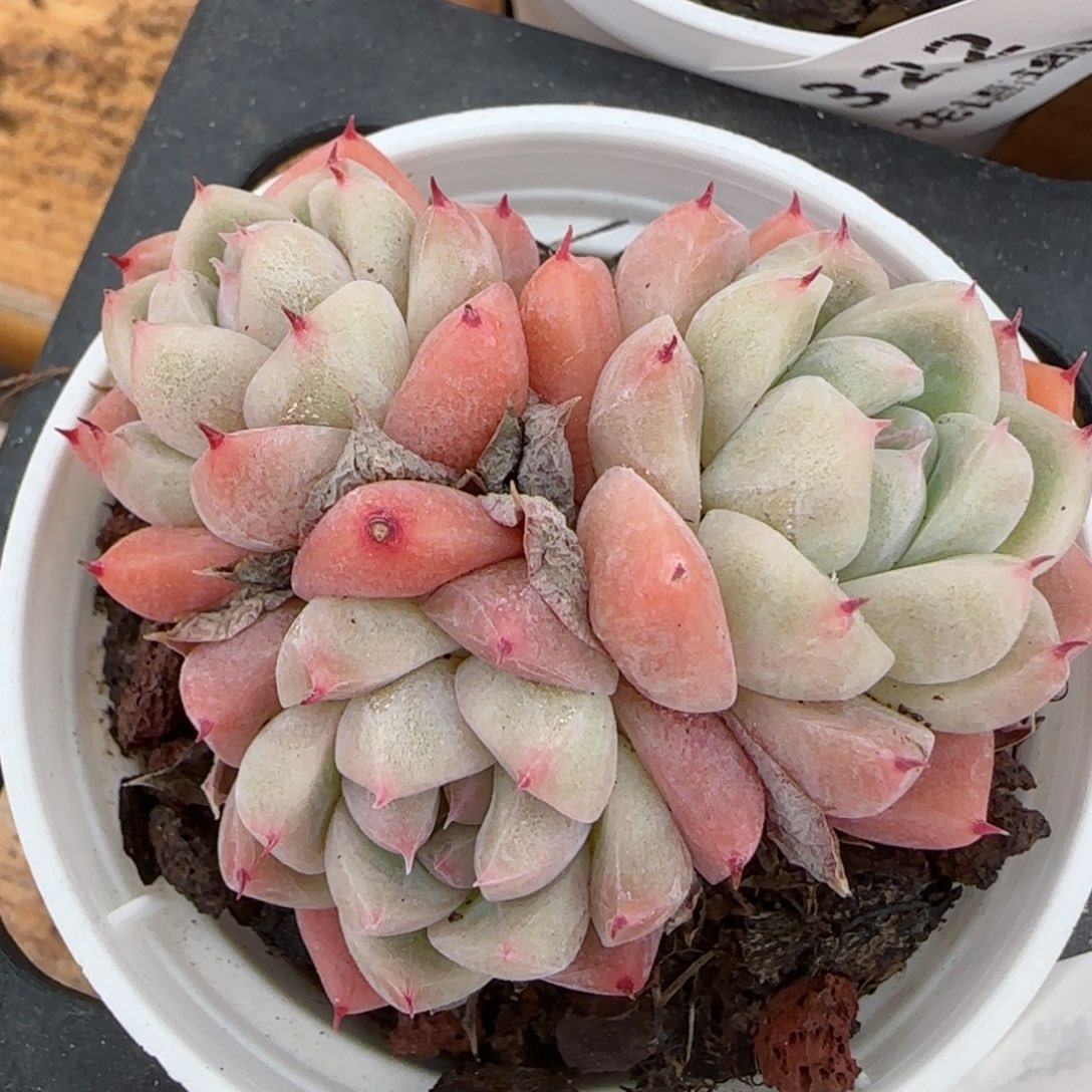 花语逸境0213-323