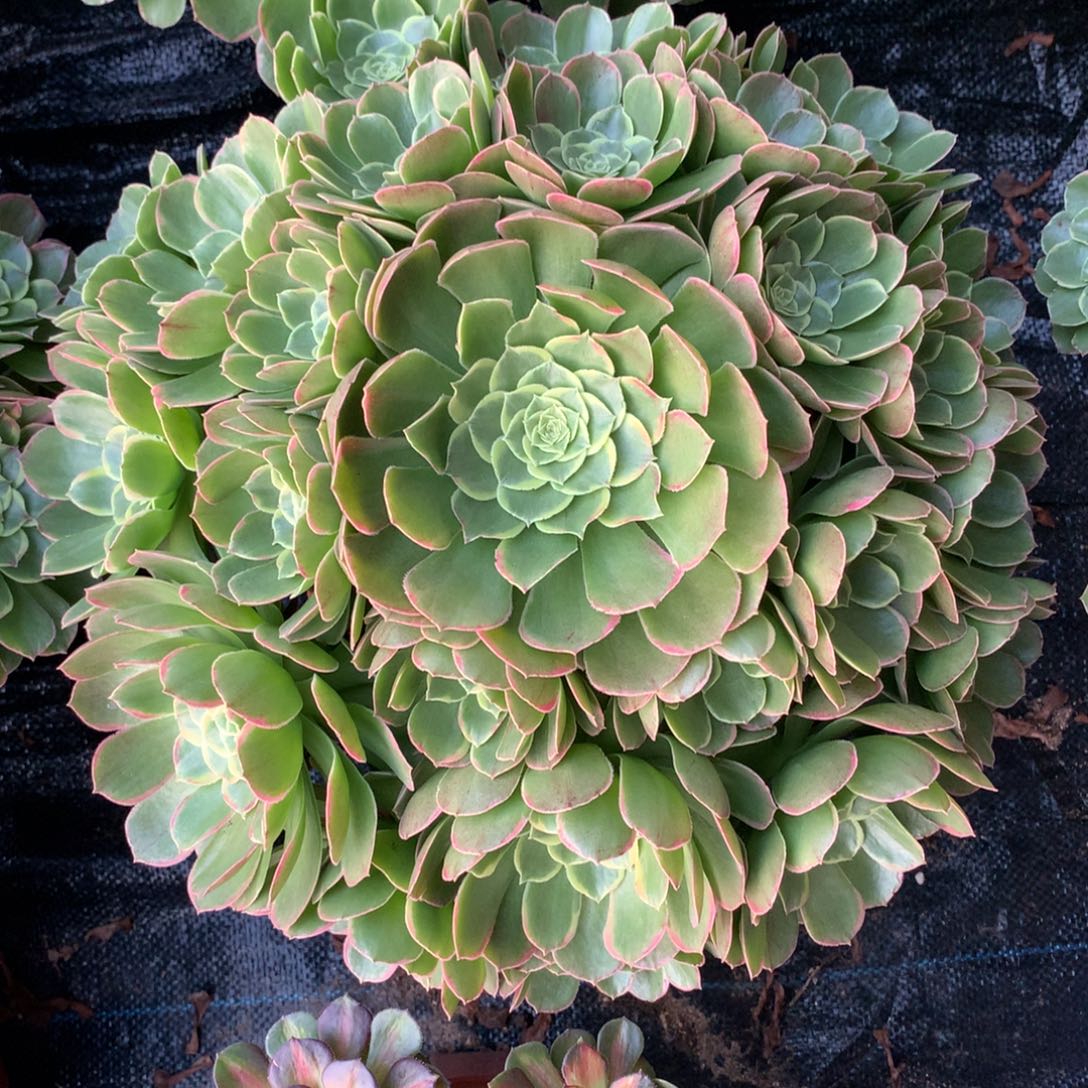 变异的，多肉植物的