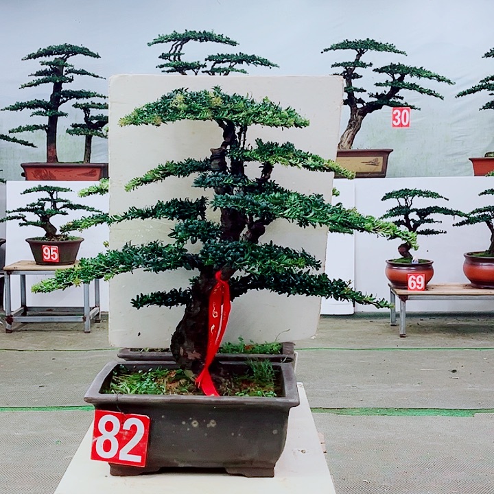 完全开放82号红芽罗汉松带盆发货