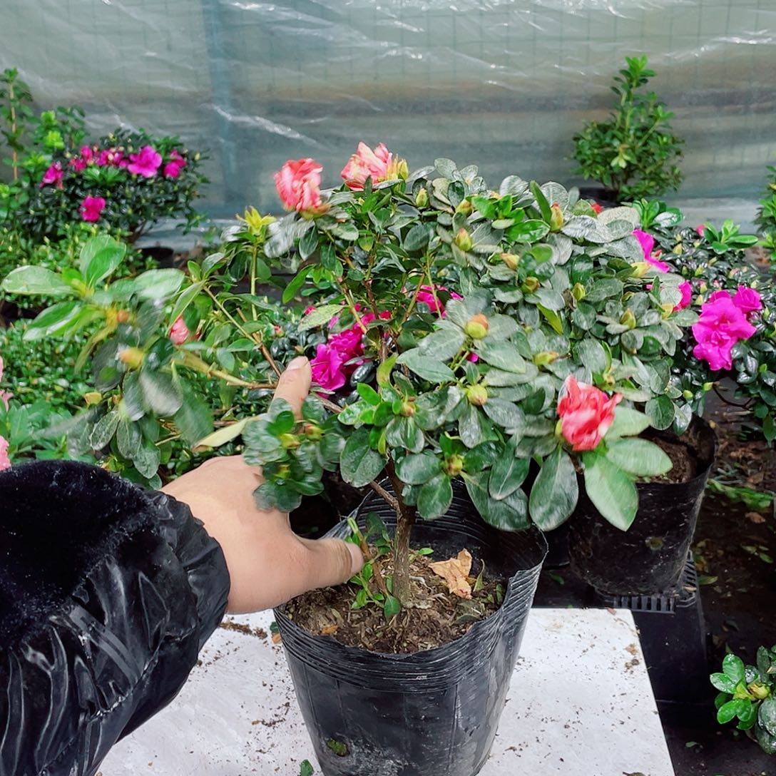 小***妹完全开放烈焰红唇杜鹃9.99