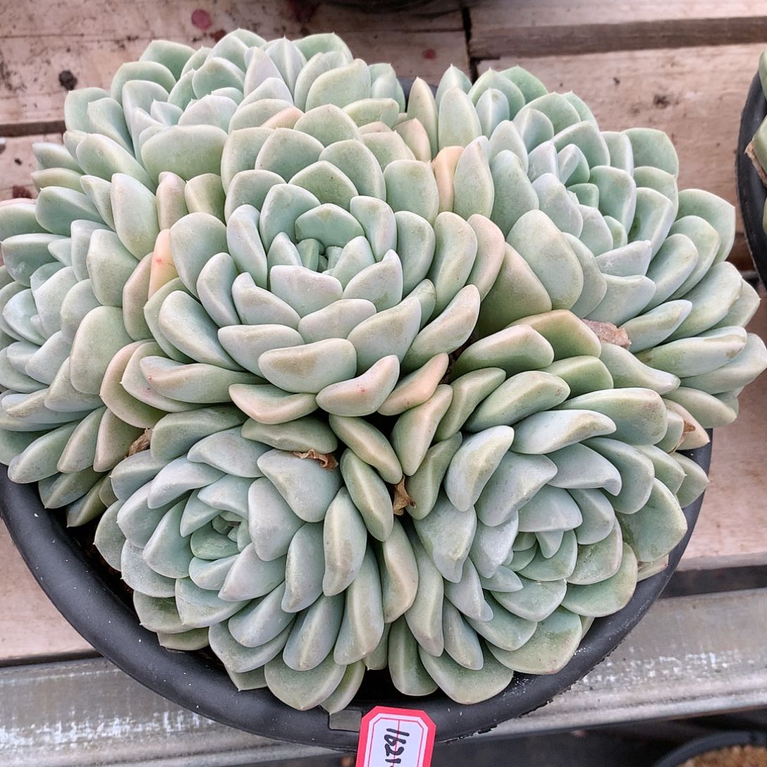 葡***甜奶油美人多肉16213