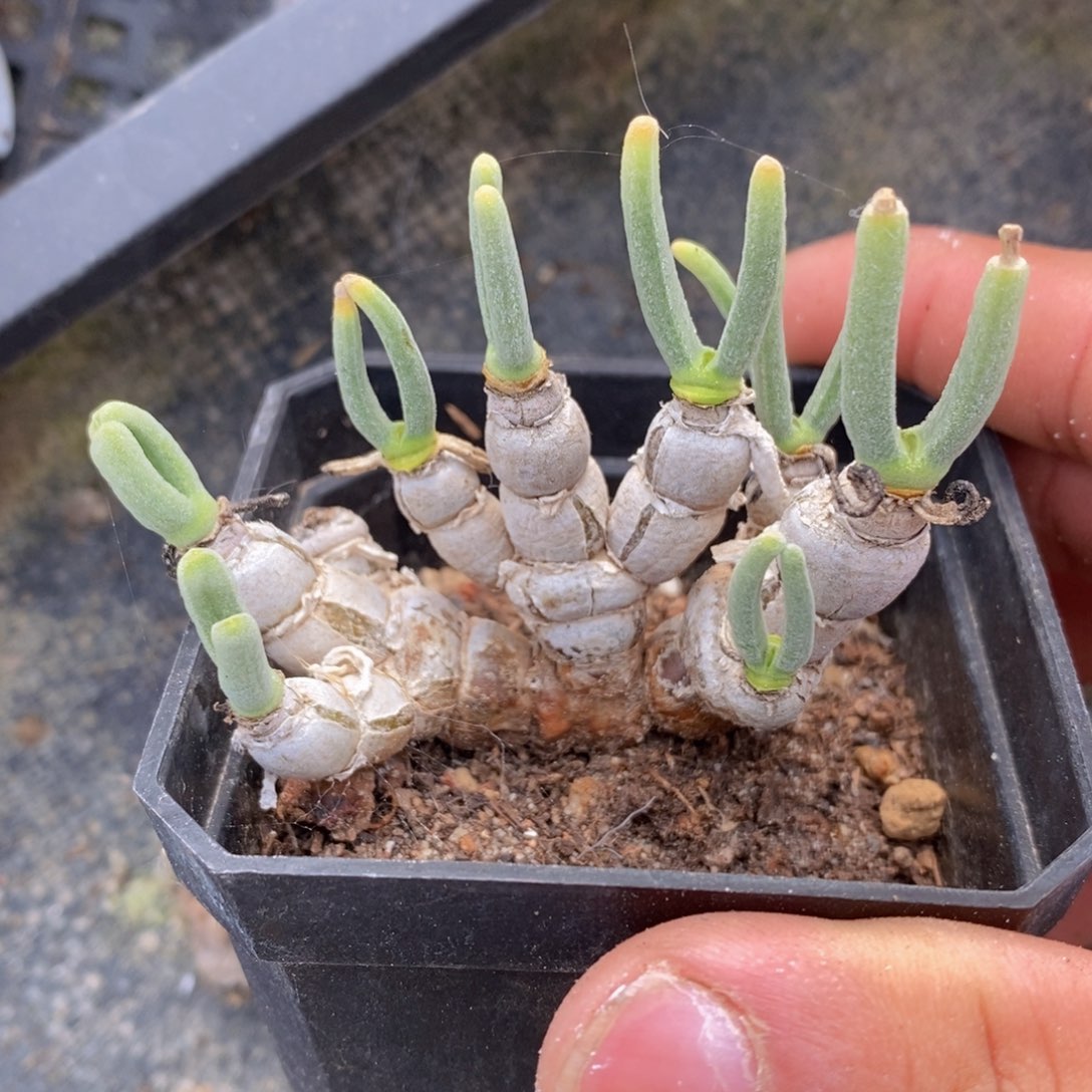 一物一拍精品多肉满38包邮-碧光环