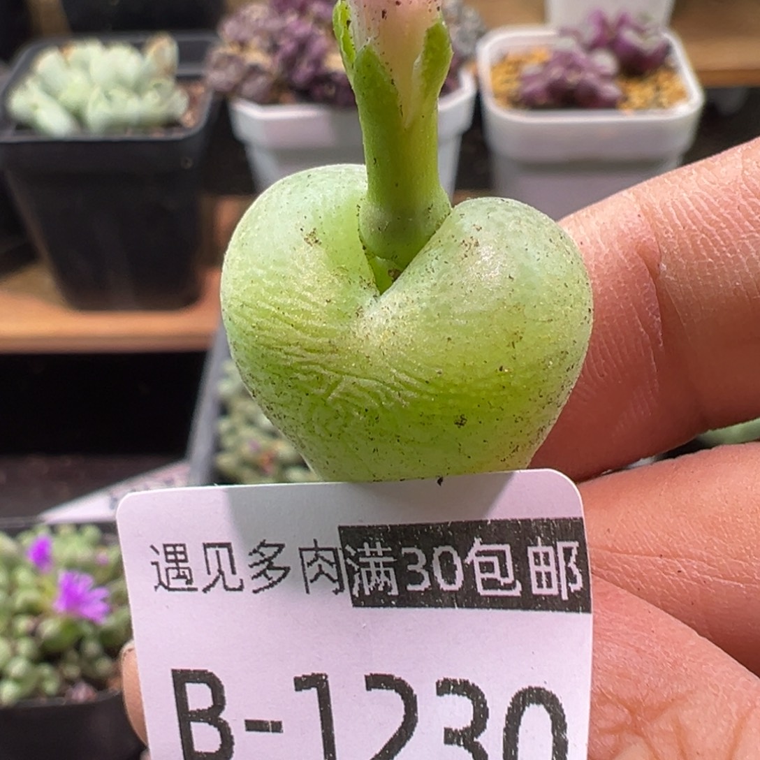 多肉植物11111111111