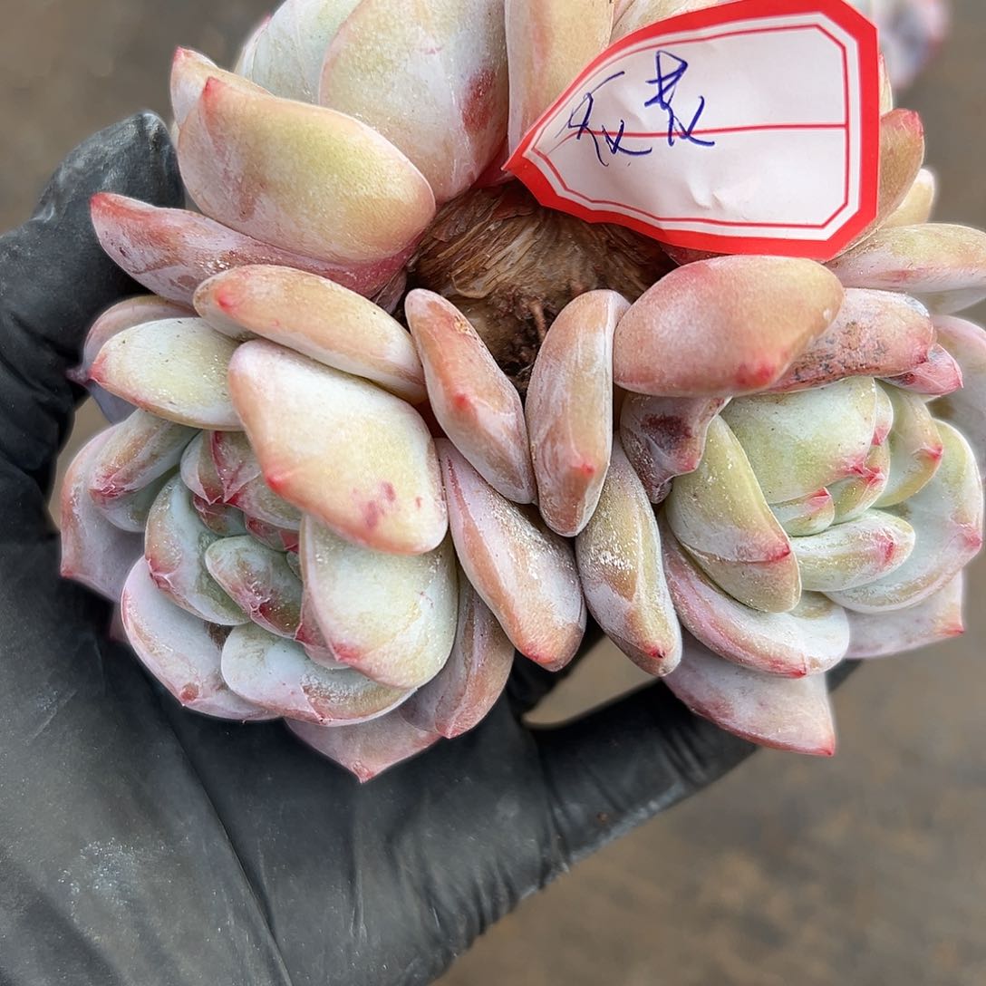 花*花花00000000