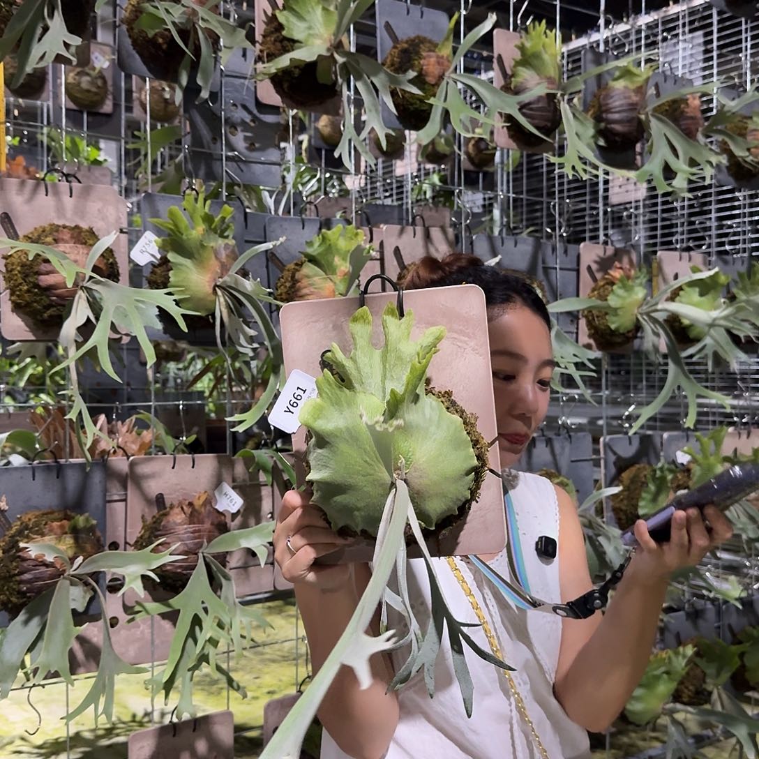 不开花植物Y661-黄月孢子苗（叶片微瑕）