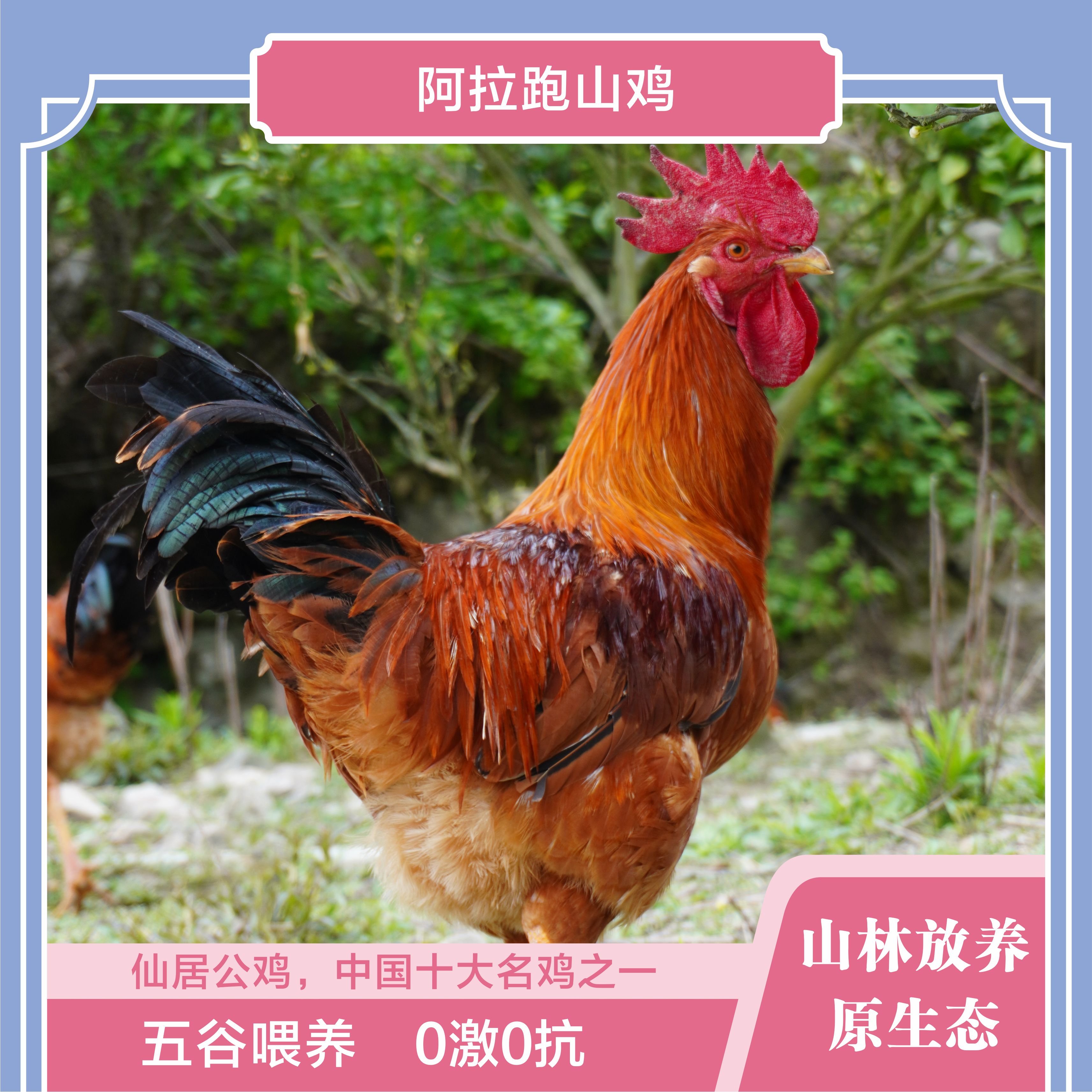 【阿拉】深山散养仙居公鸡十大名鸡生态跑山鸡