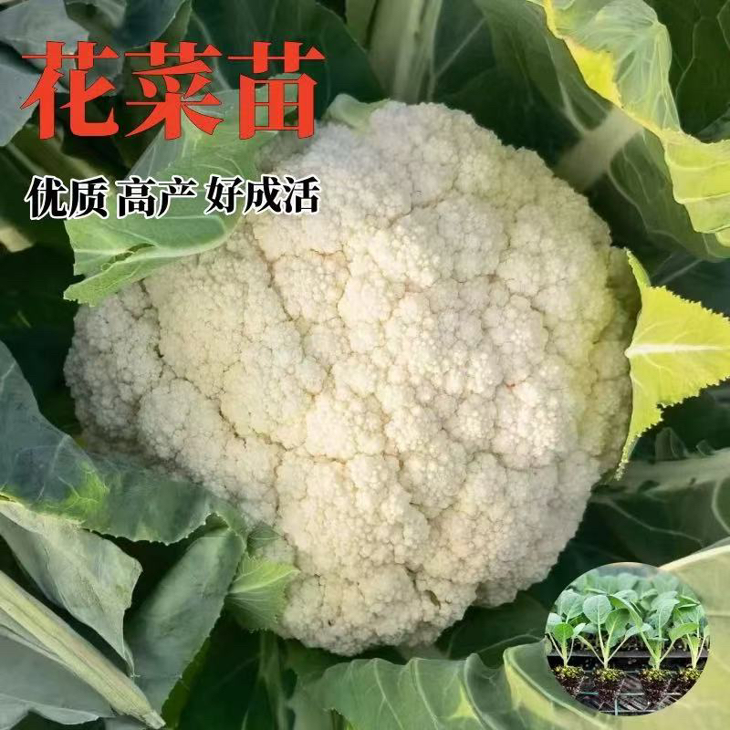 花菜苗秧带土球可四季阳台盆栽的花椰菜西兰花种籽观赏食用