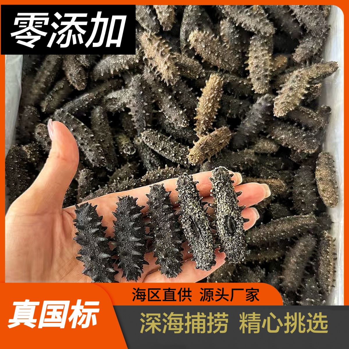  0添加 真国标 高品质 纯威海淡干海参 10倍以上泡发率