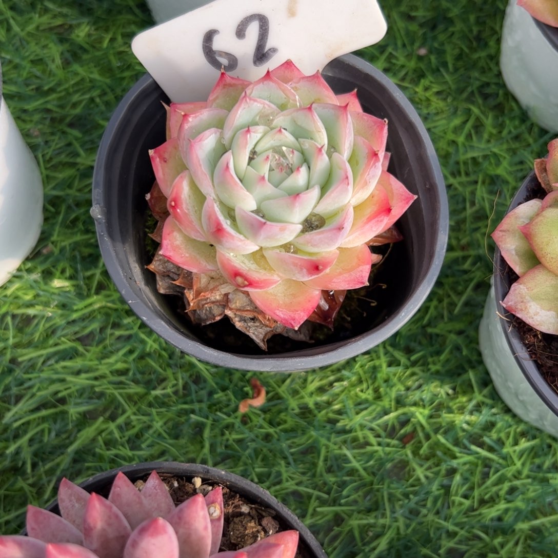 单头水晶玫瑰多少亩