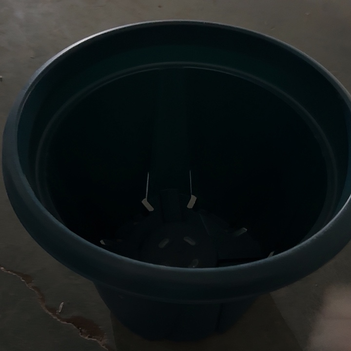 老青山7号军绿无托5个