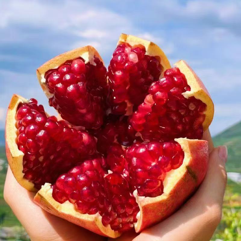 果农直发】AJ四川会理突尼斯软籽石榴新鲜水果现采现摘产地直发1