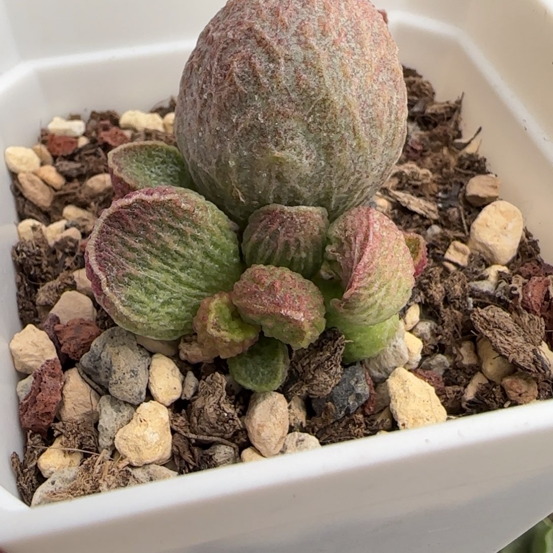 园艺水泡多肉植物