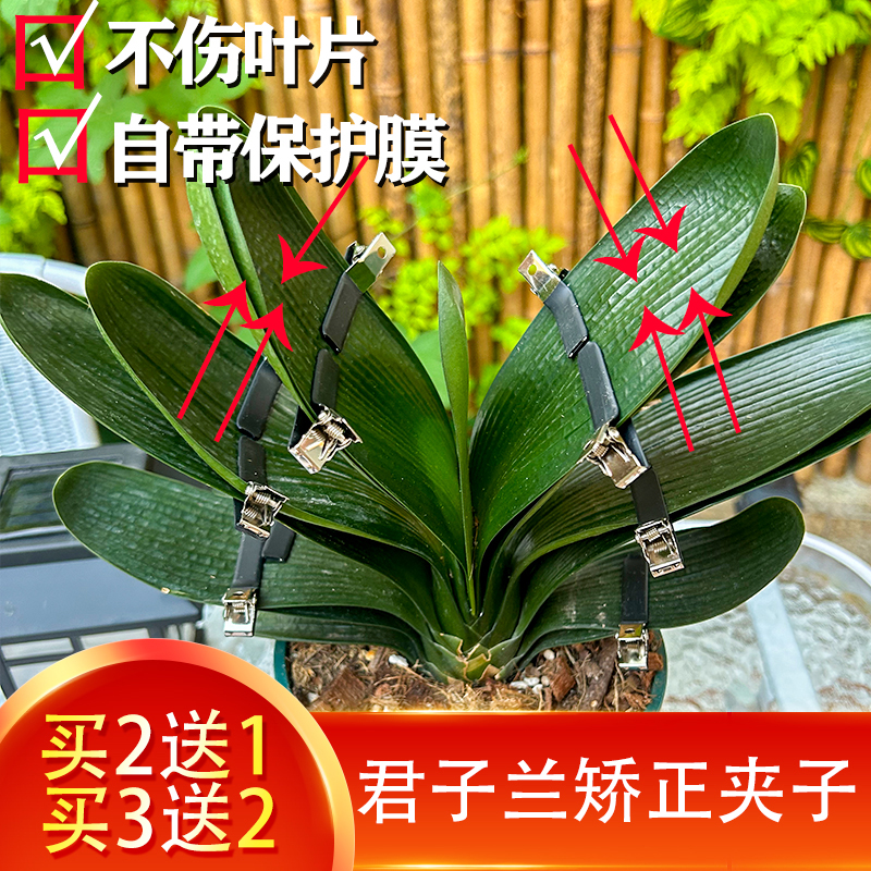 1君子兰蝴蝶兰朱顶红矫正叶片器夹固定型矫正线叶子定型夹子支架
