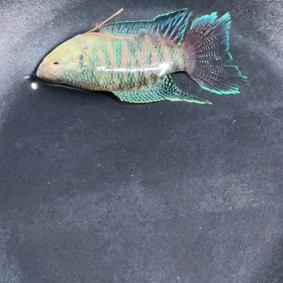 斗鱼精品国斗直播21