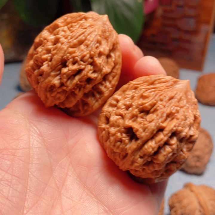 37尺寸自然桩虎头骨质好